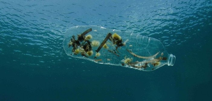Life in Plastic: the Shocking Consequences of Plastic in our Oceans